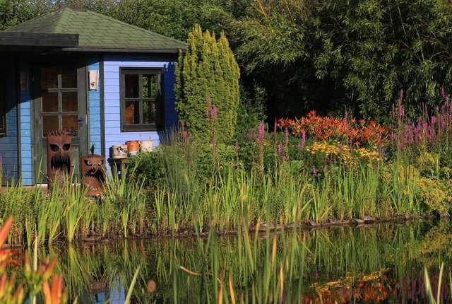Teich, Wasser, Teichrand, Stauden, Blutweiderich, Lythrum salicifolia, Taglilie, Hemerocallis, Mädchenauge, Coreopsis, Blüte, gelb, Bambus, Phyllostachys, Gartenlaube, Gartenhütte, blau, Gelbe Säuleneibe, Eibe, Taxus baccata 'Aurea',