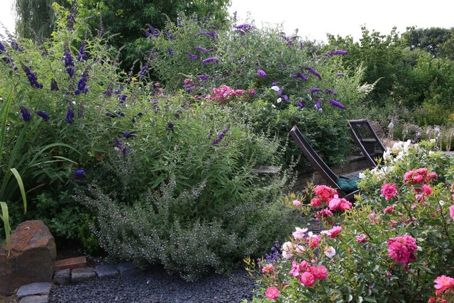 Sitzplatz, versteckt, verborgen, Sommerflieder, Buddleia, Buddleja, Blüte, violett, Schmetterlingsstrauch, Blütengehölz, Rosen, Strauchrose, Bergminze, Calamintha nepeta, Schotter, Naturstein, Mauer, Sichtschutz, pflegeleicht,