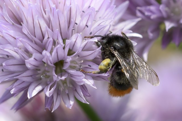 Steinhummel (Bombus lapidarius) am Schnittlauch, © Klaus Eckel