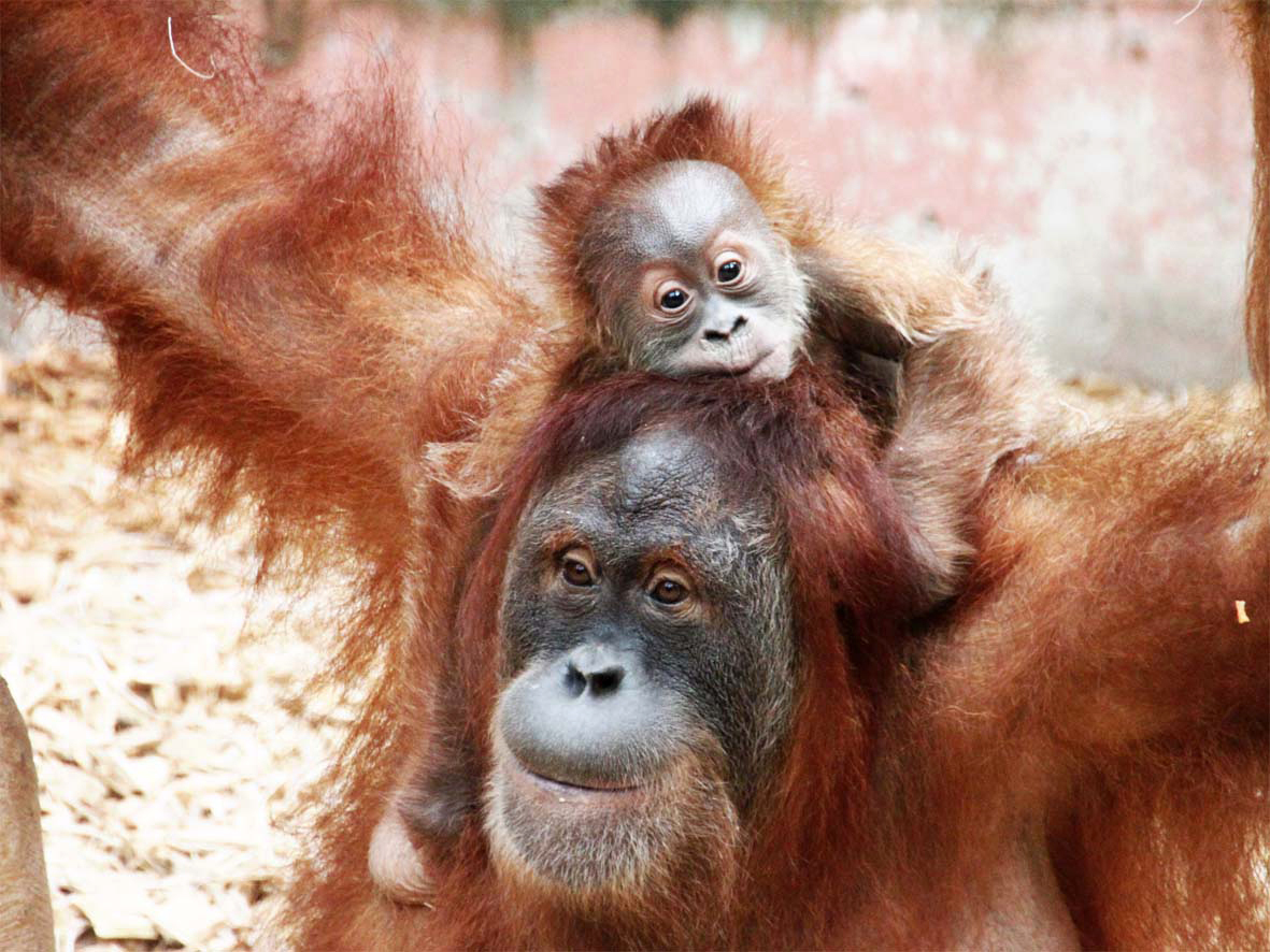 Bei kommentierten Fütterungen und Führungen werden die Orang Utans im Zoo vorgestellt.