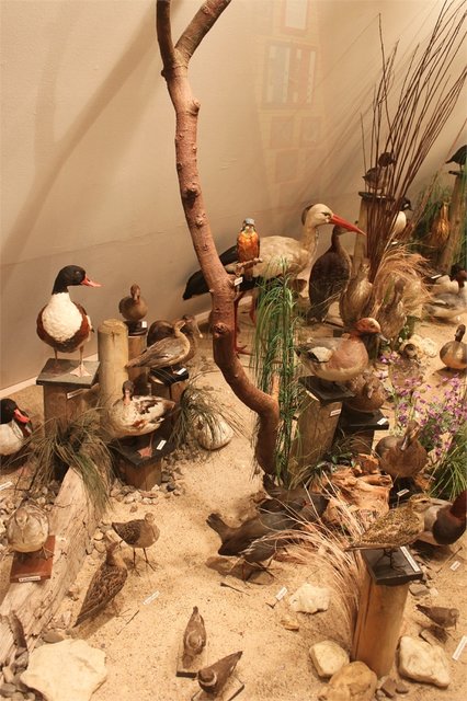 Niederrheinische Vogelwelt (mit gefiederten Gästen) im Obergeschoss des Deichdorfmuseums