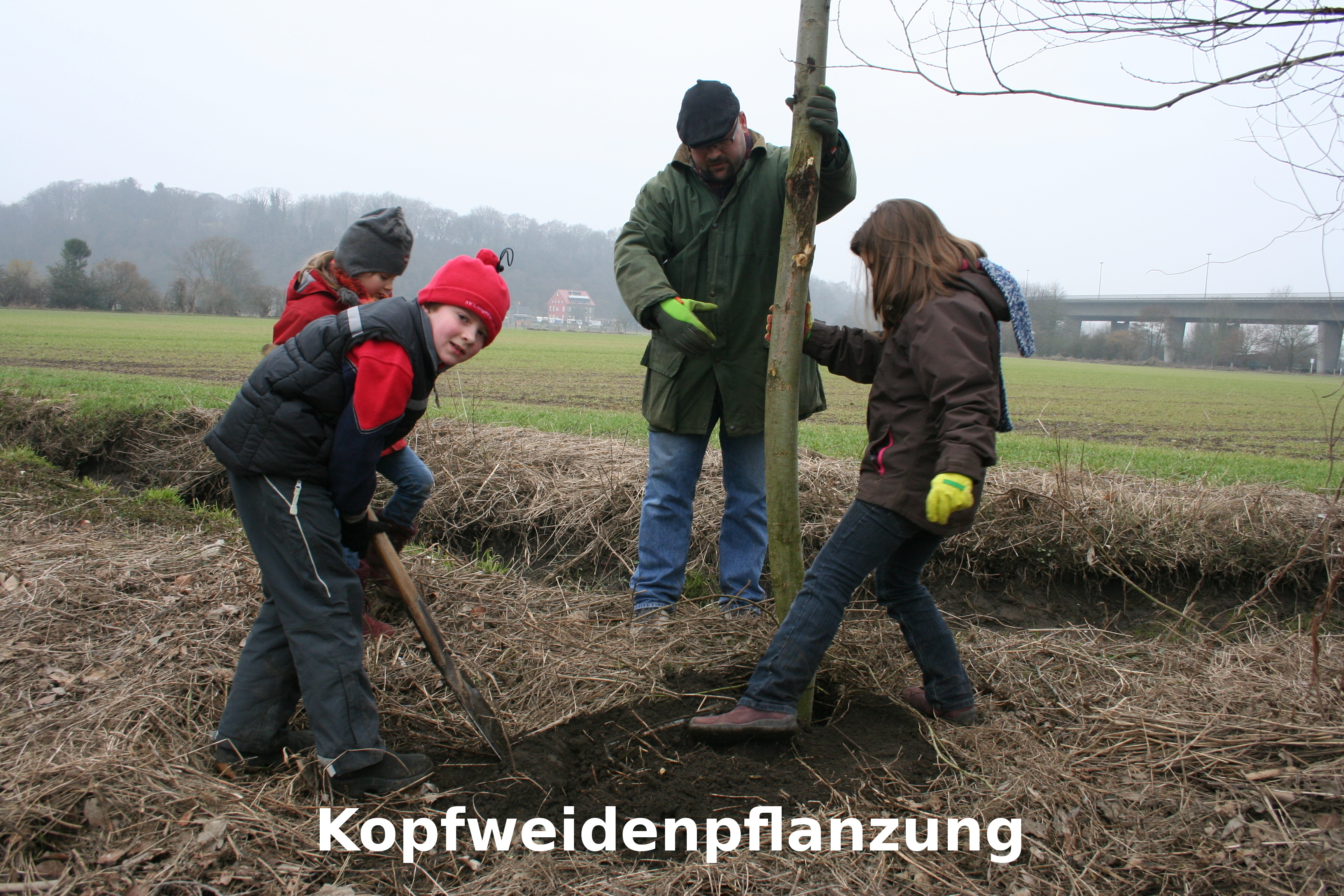 Kopfweiden sind wichtiger Lebensraum für Insekten, Höhlenbrüter und Fledermäuse