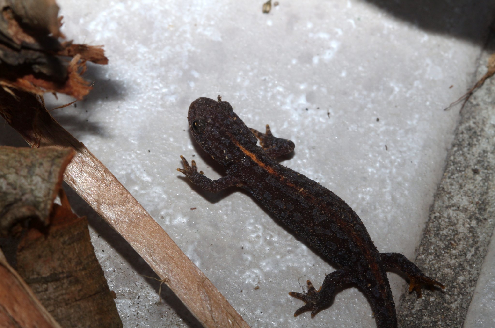 Ein Salamander in meinem Garten.....ist er nicht niedlich....