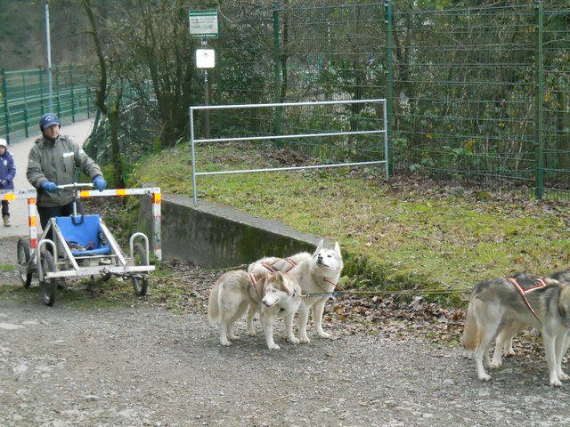 Eib Hundeschlitten auf Rädern Die Huskies sind bereit