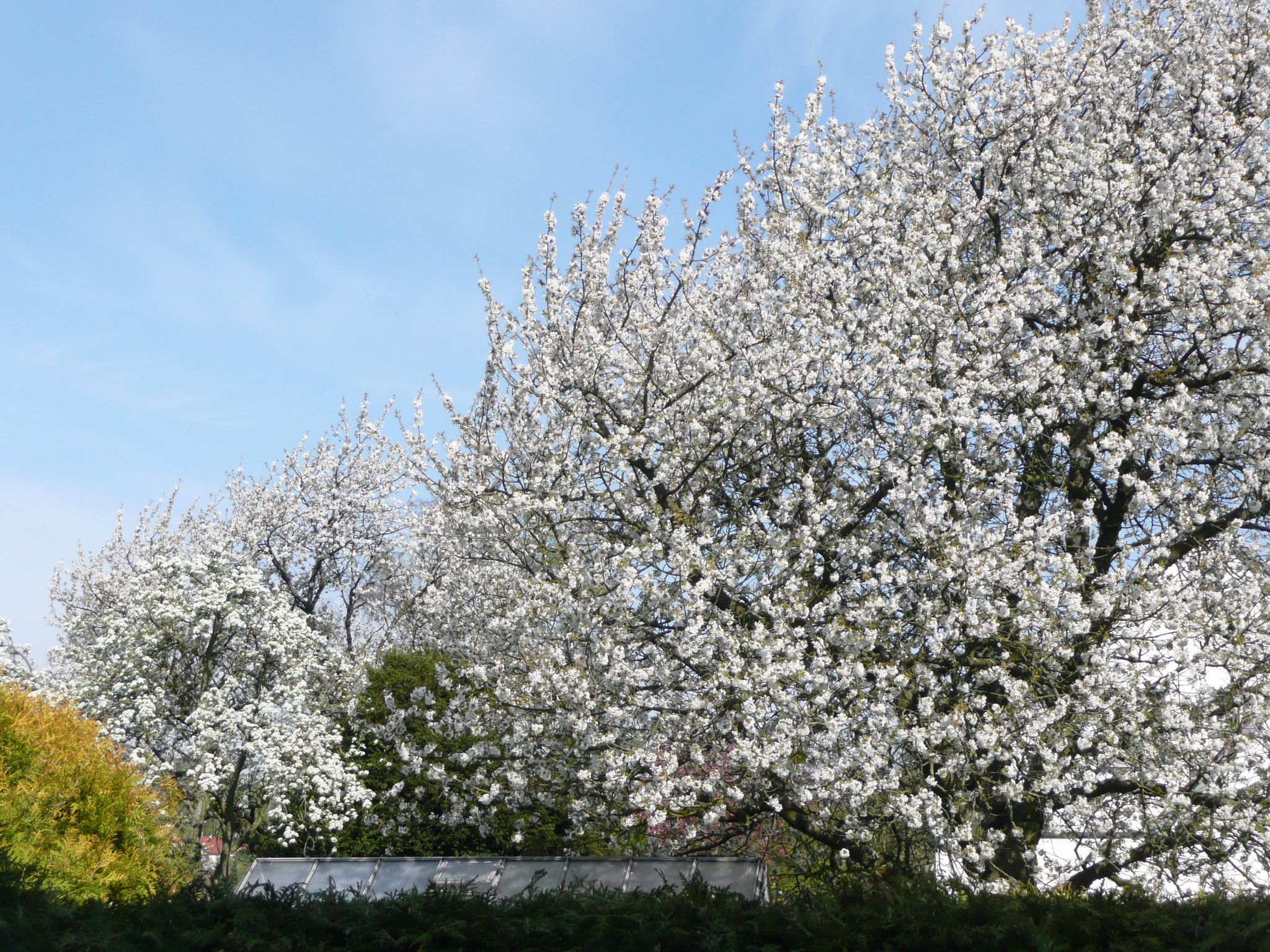 Die " Kirschen"- blüte in Nachbarsgarten,gibt es soviele davon wie