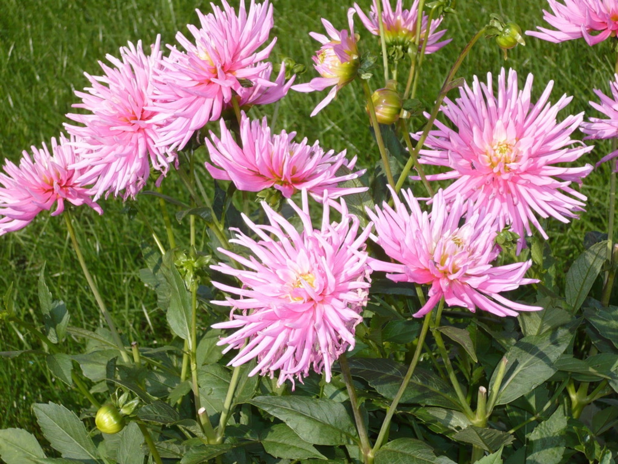 Blätter u. Blumen in letmathe