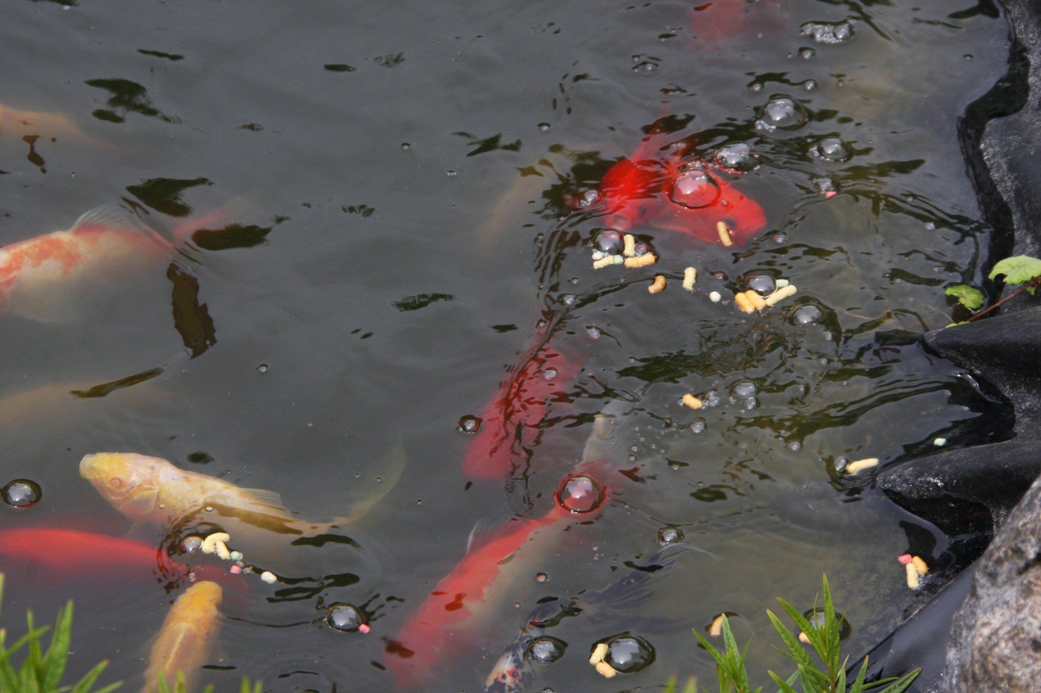 Schöne Fische in einen Gartenteich