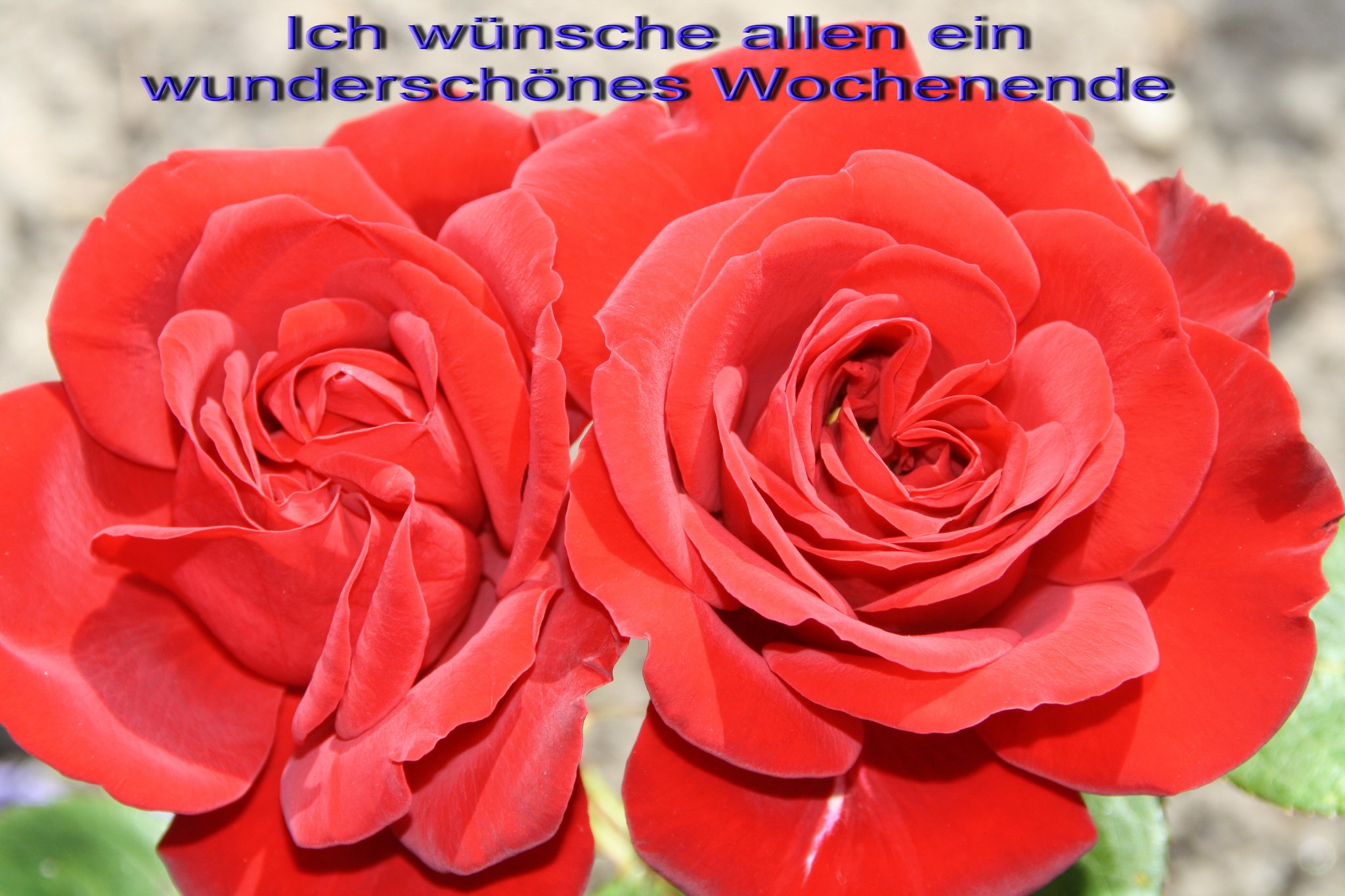 Für Euch nur die schönsten Rosen