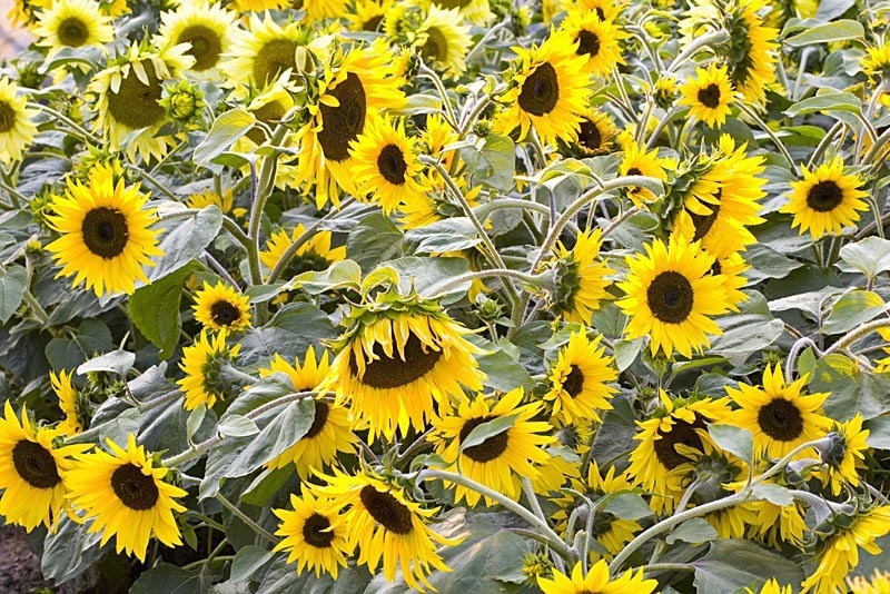 Da sich die Sommersonne in diesem Jahr sehr launisch und nur hin und wieder zeigt, hier ein paar sonnig- blumige Grüße...
