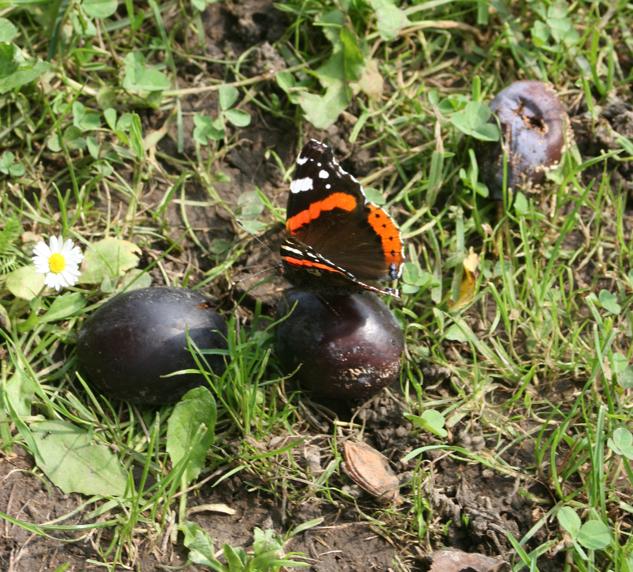 dem Falter schmeckts vergorener Zucker ist immer gut, na dann gut Flug