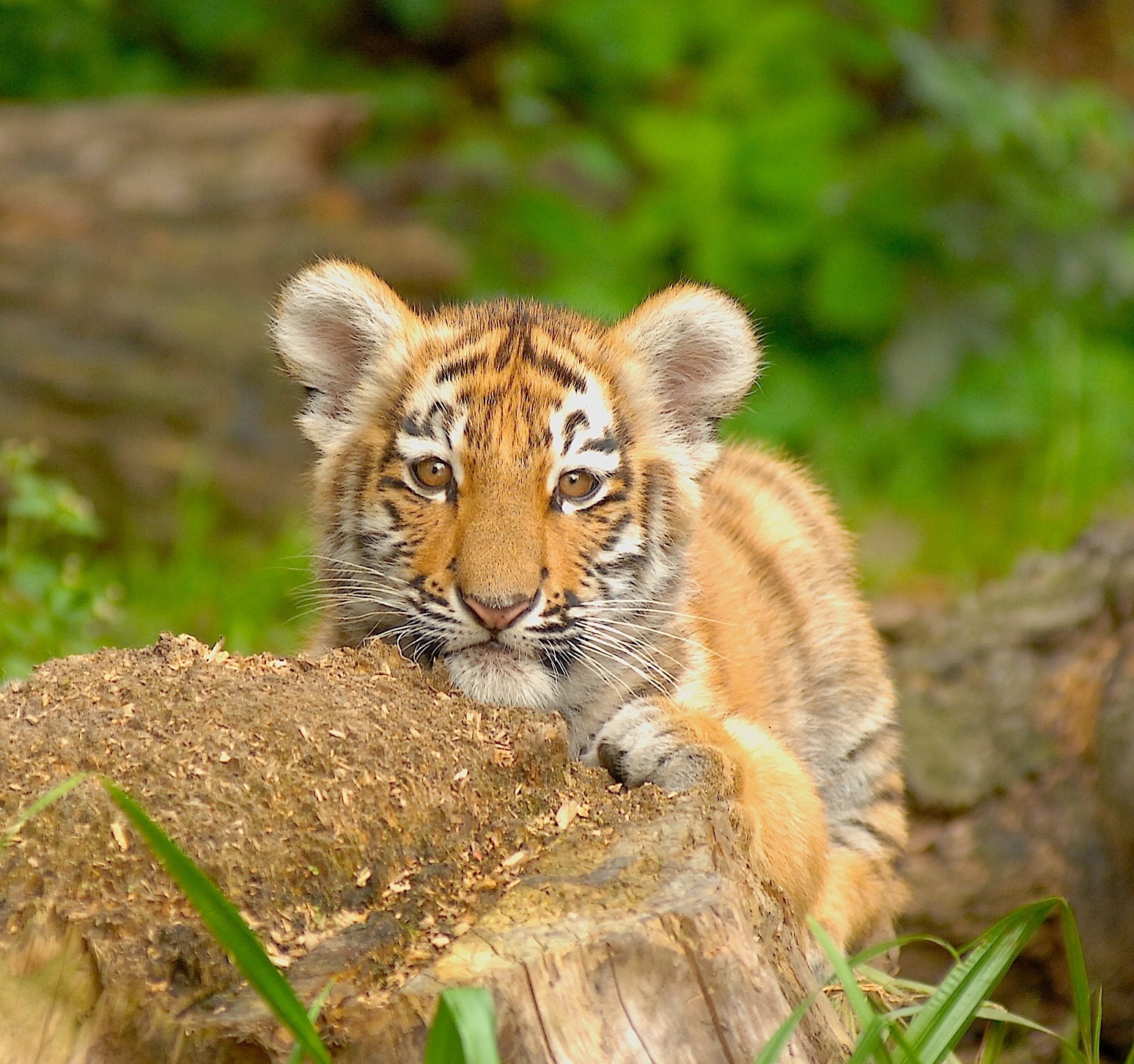 Bedrohte Art: Der Sibirsche Tiger wird gnadenlos ausgerottet. Asiatische Kunden zahlen Unsummen für Tigerfleisch, Knochen, Zähne und Organe, weil der Irrglaube besteht, diese würden die Potenz fördern...