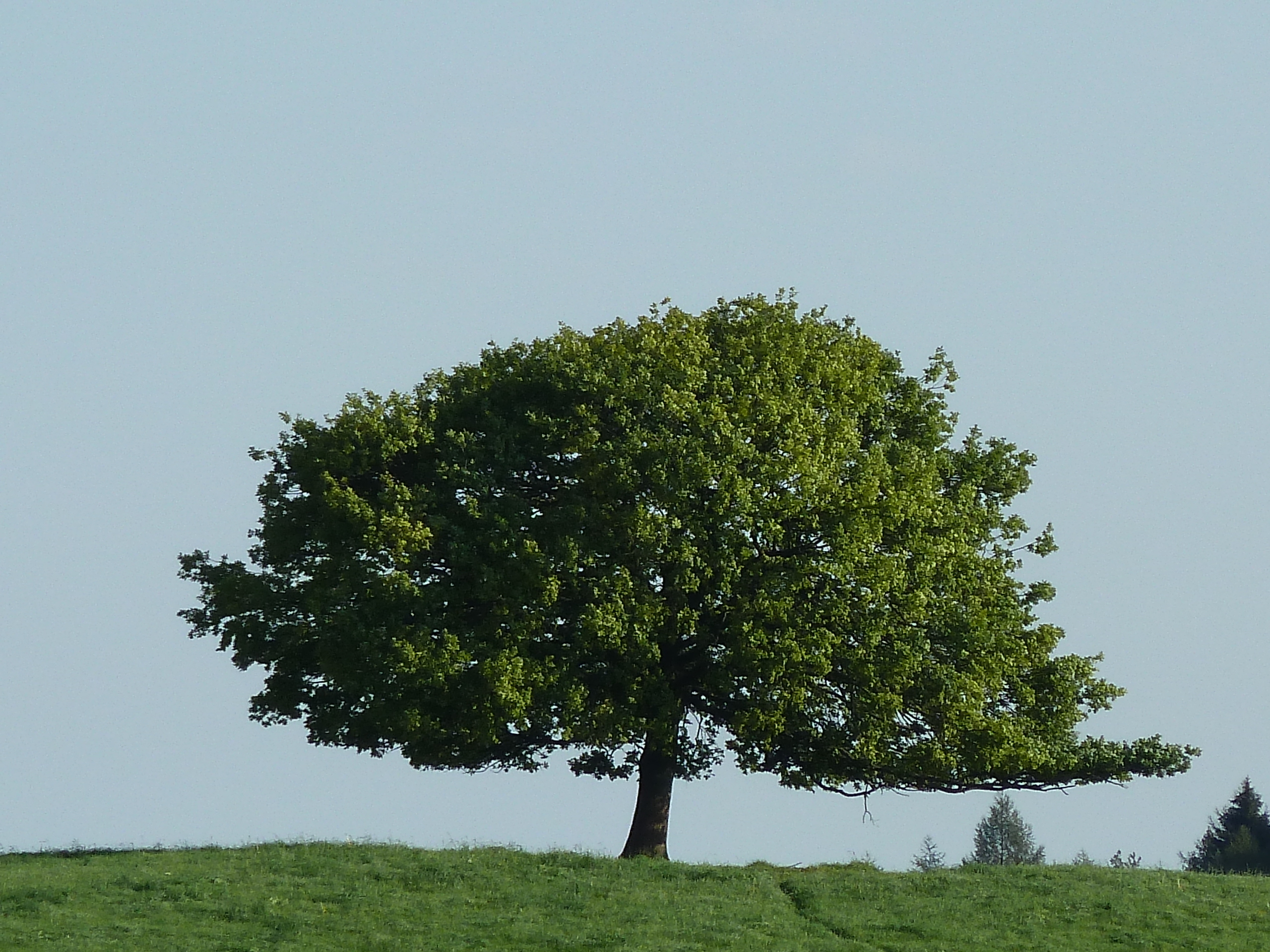 ein wunderschöner Baum steht auf einer Bergeshöhe, einfach schön