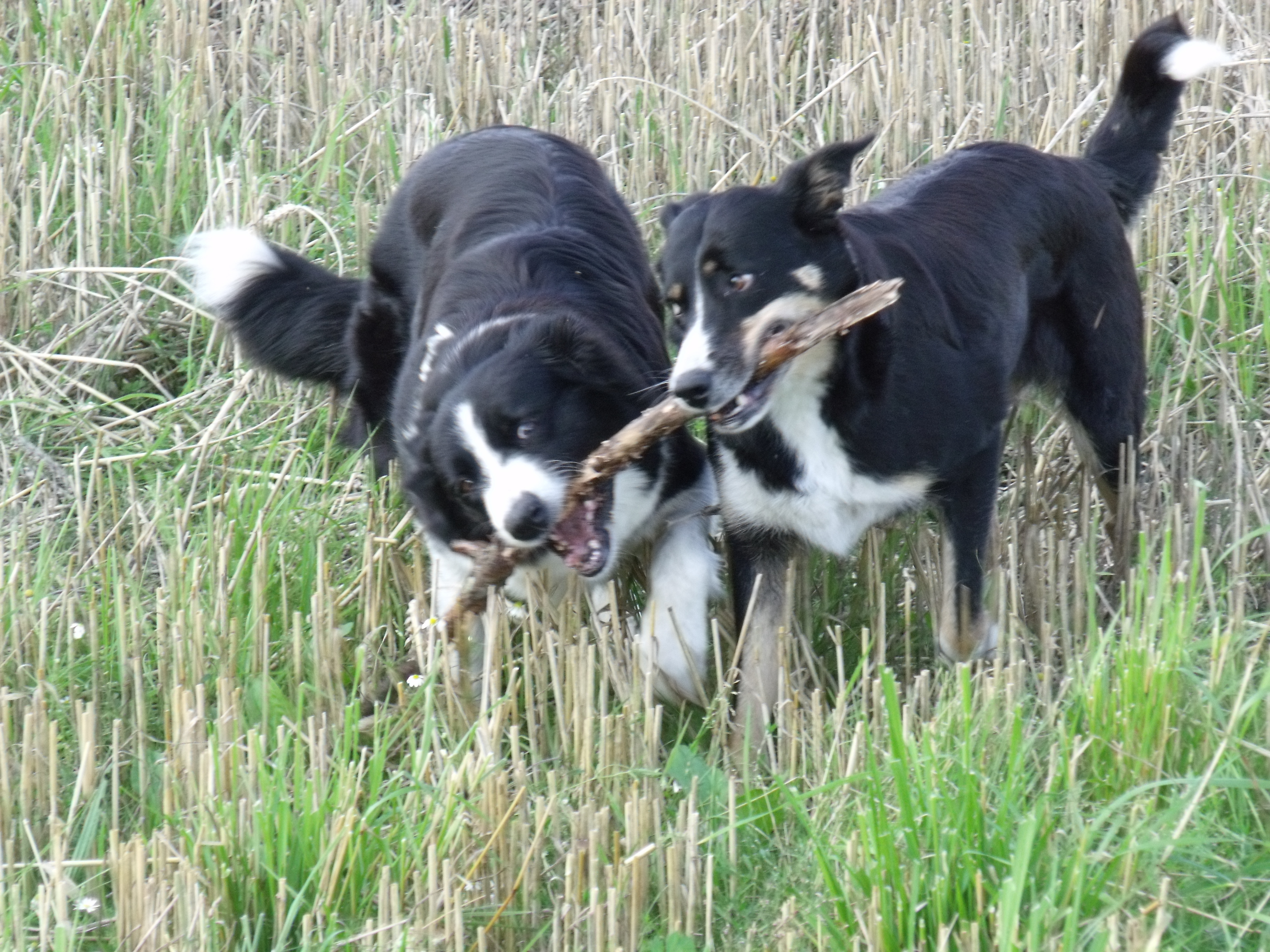 Zwei Hundedamen....