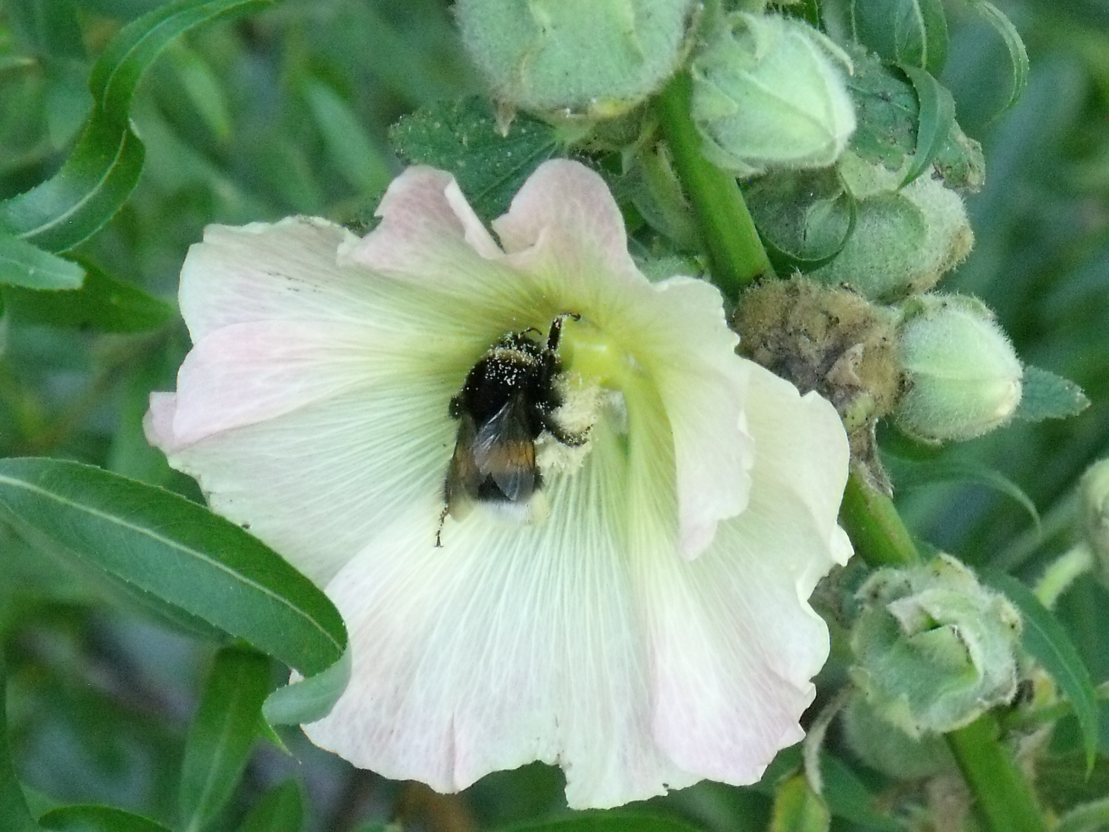 Ist natürlich eine Hummel ...