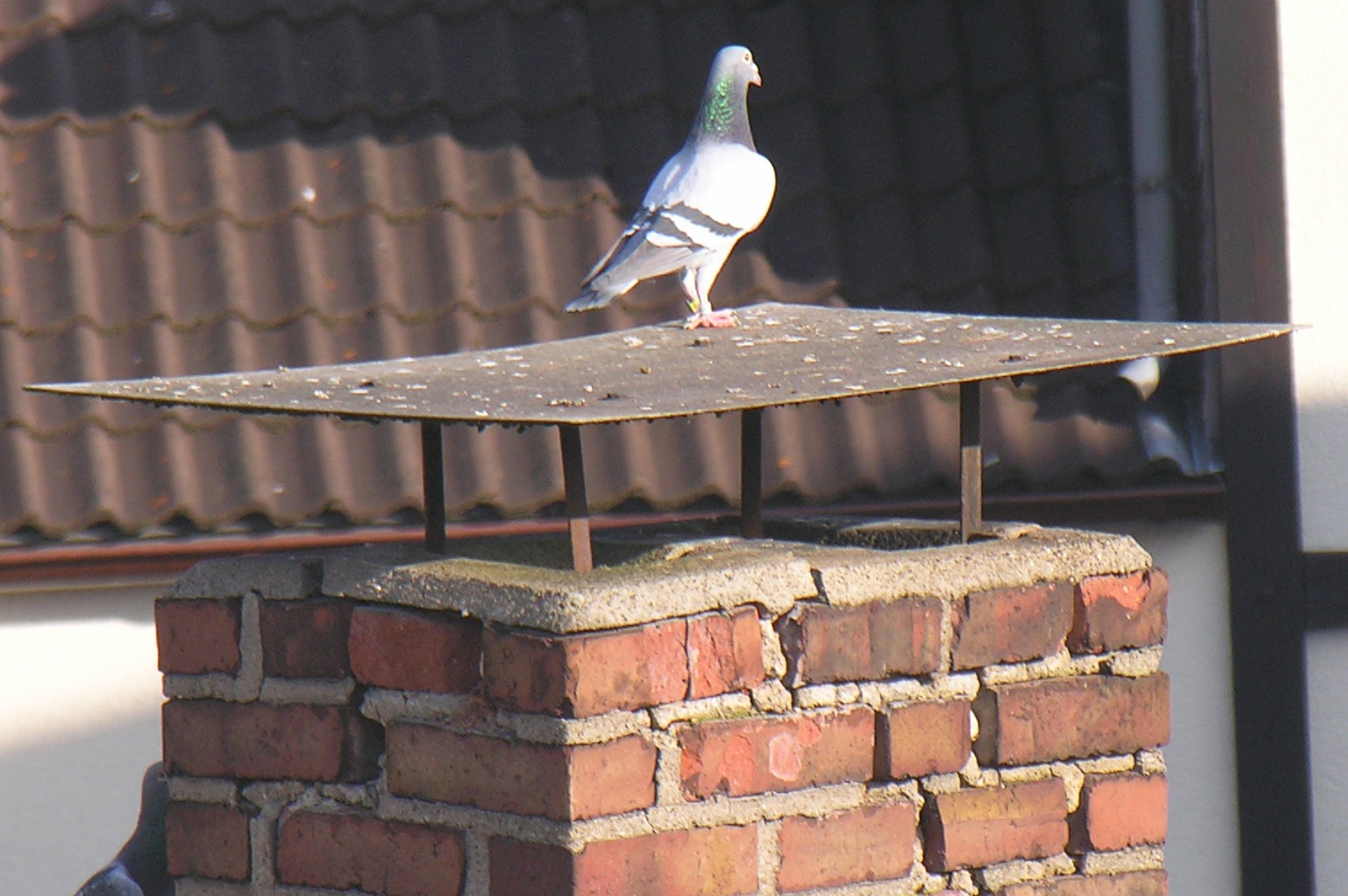 "Die Taube auf dem heißen Blechdach" oder wie hieß das doch gleich nochmal??