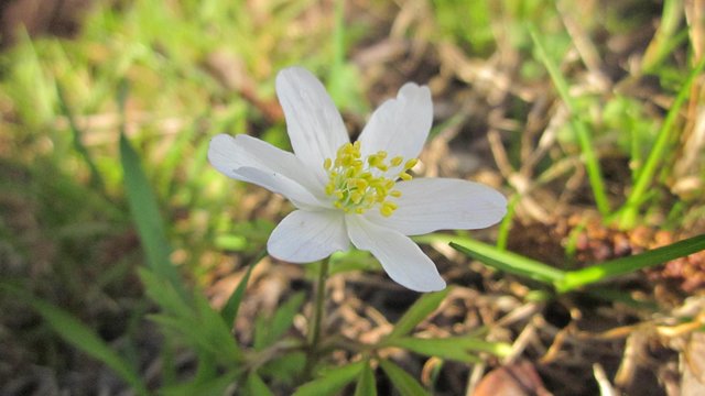 Morgengruss