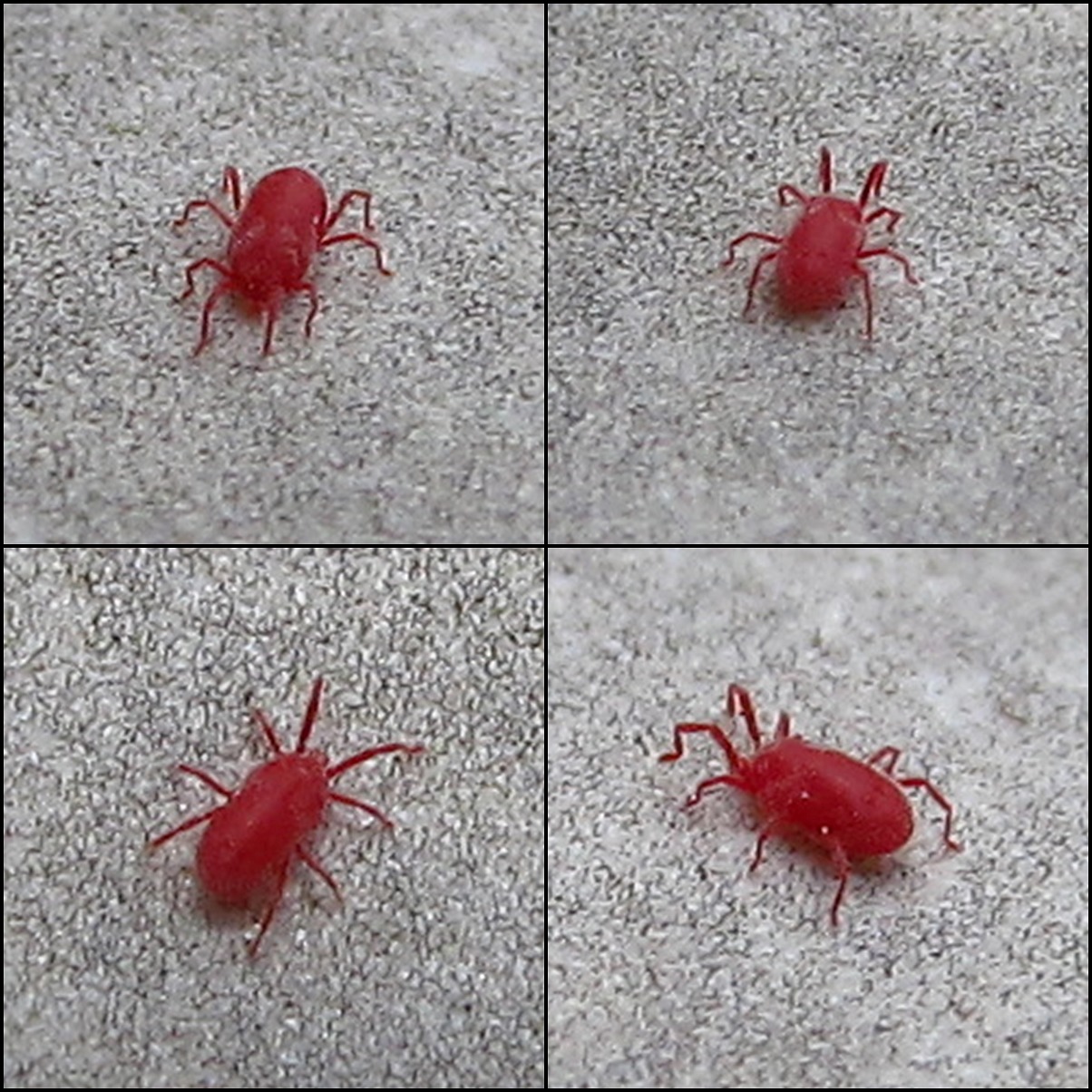Dieses sehr flinke und nur 0,5mm kleine Tierchen fegte heute über unsere Balkon, eine Makroaufnhame gestaltete sich schwierig - hier ein paar Versuche. Diese "Blutmilben" sind oft auf warmen Steinen anzutreffen, aber eben schwer zu erwischen... Photo: 20.06.2012