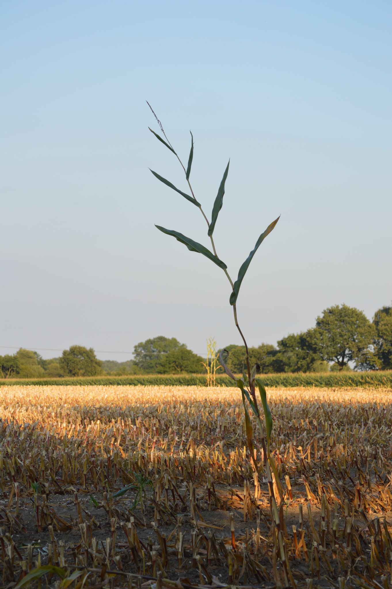 Maispflanze allein zu Haus