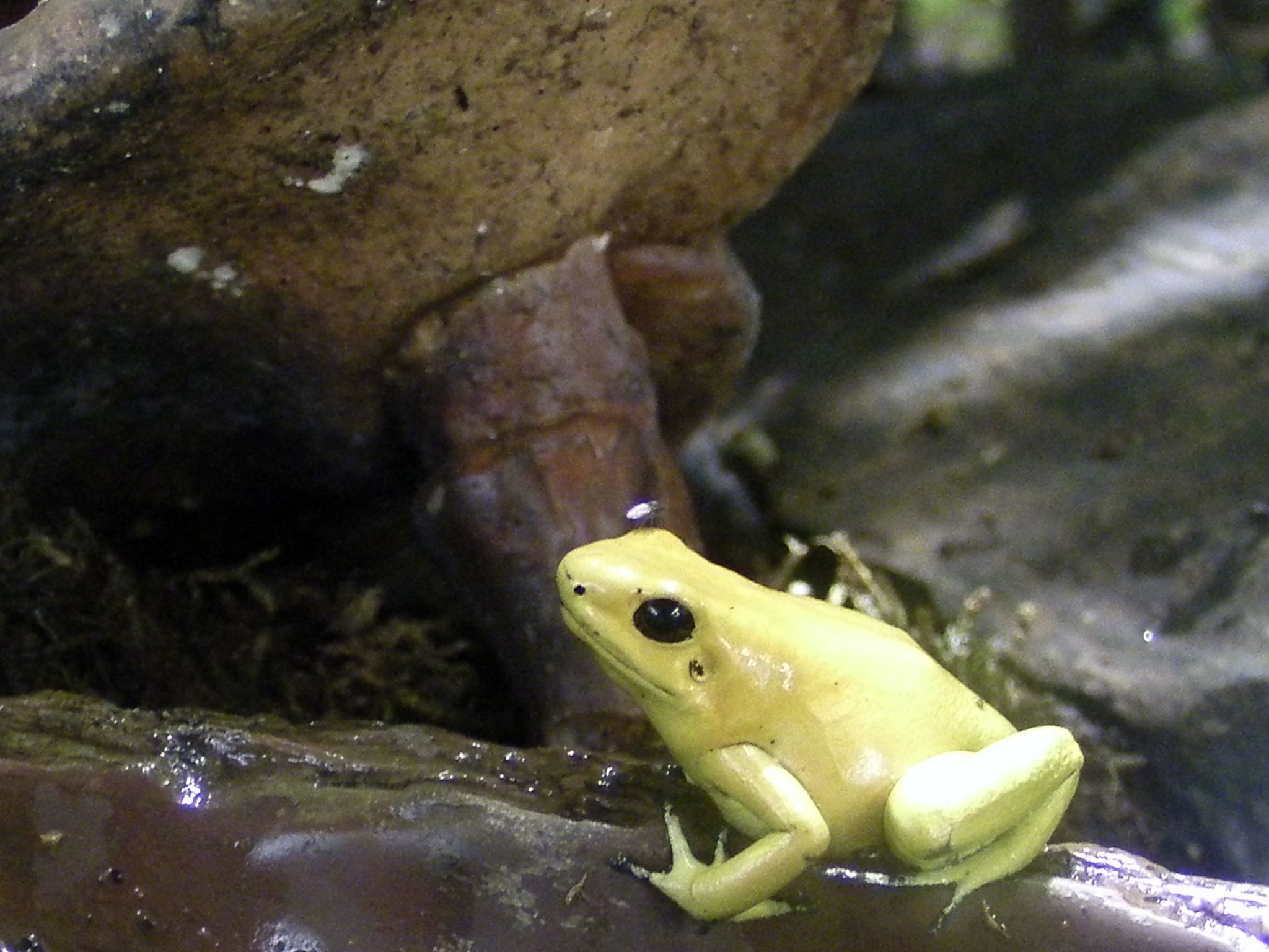 Phyllobates der Schreckliche, ein Pfeilgiftfrosch der auch ohne Pfeife