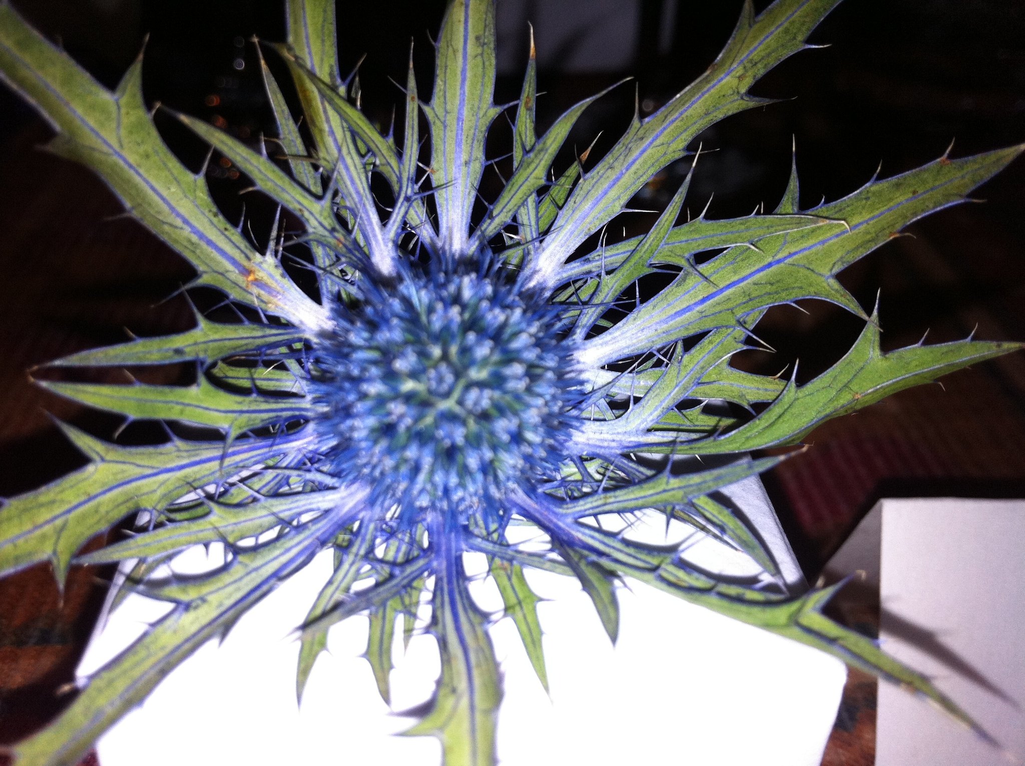 die schottische Distel