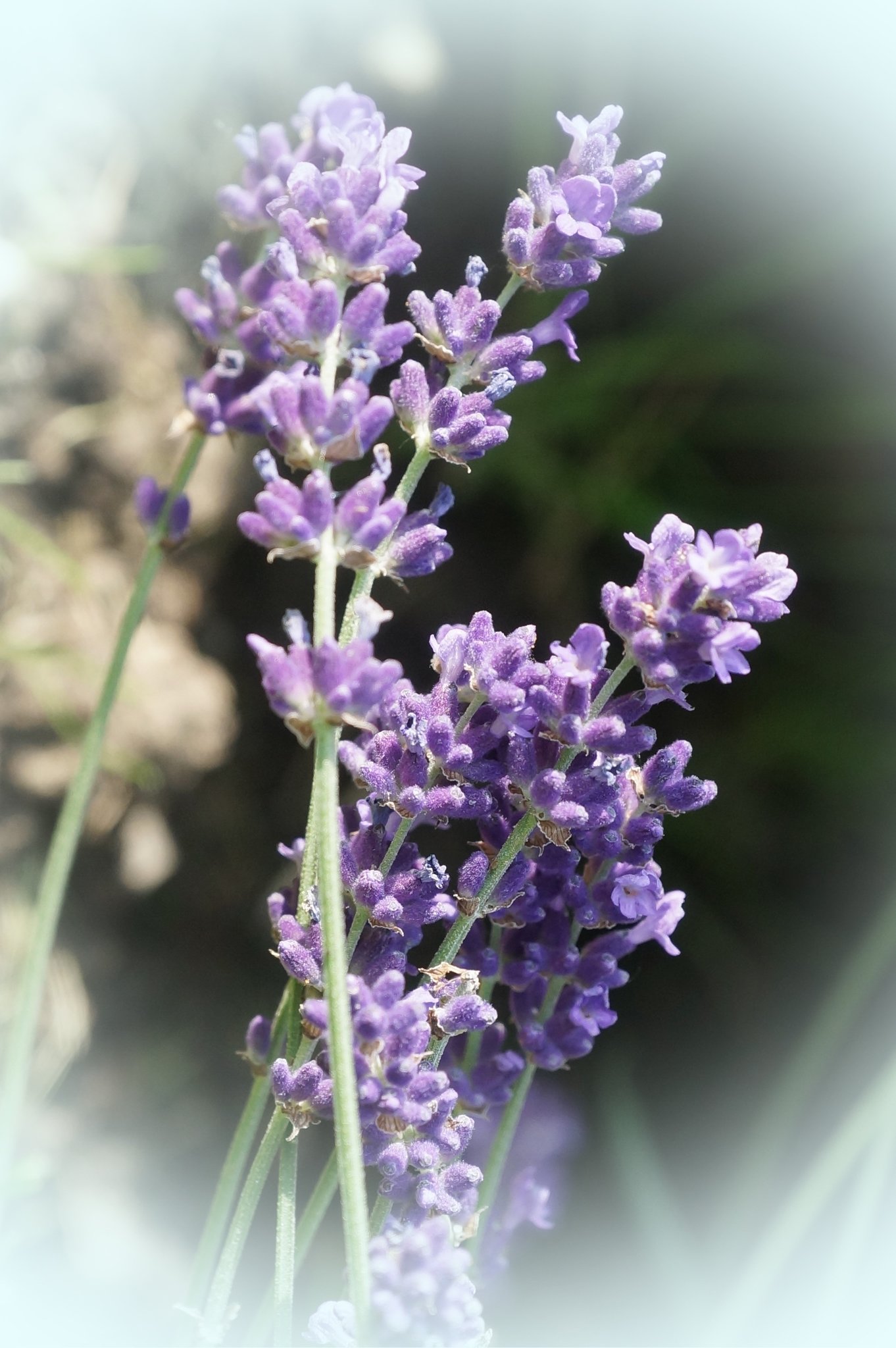 Der Lavendel blüht