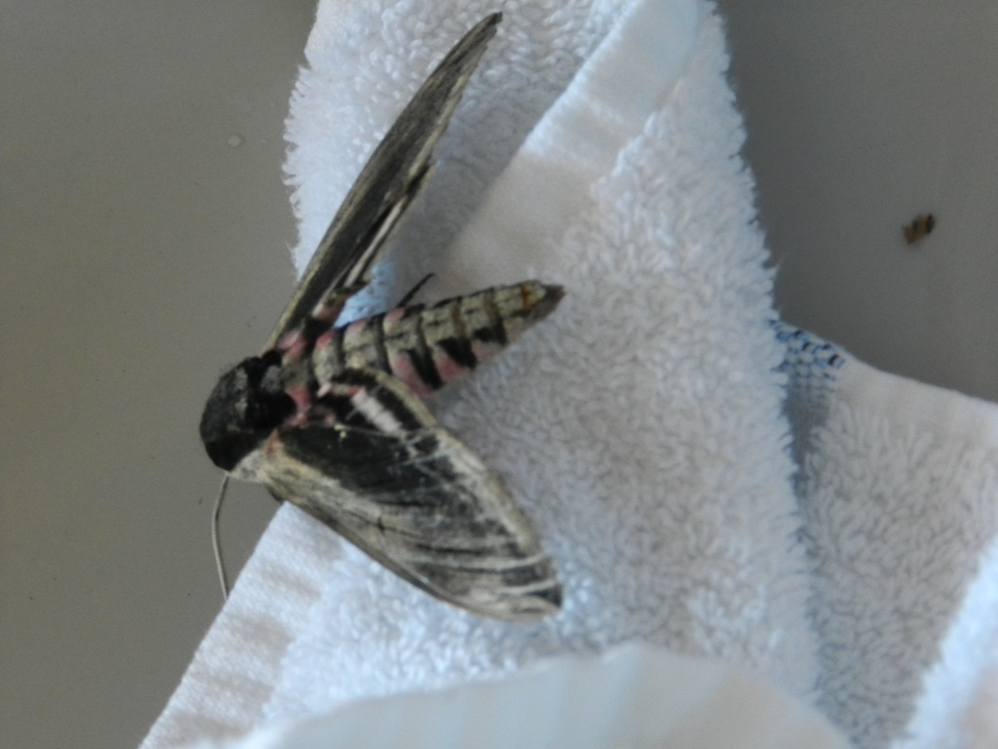 Was man so alles beim Auswischen des Waschbeckens findet! Wer kennt