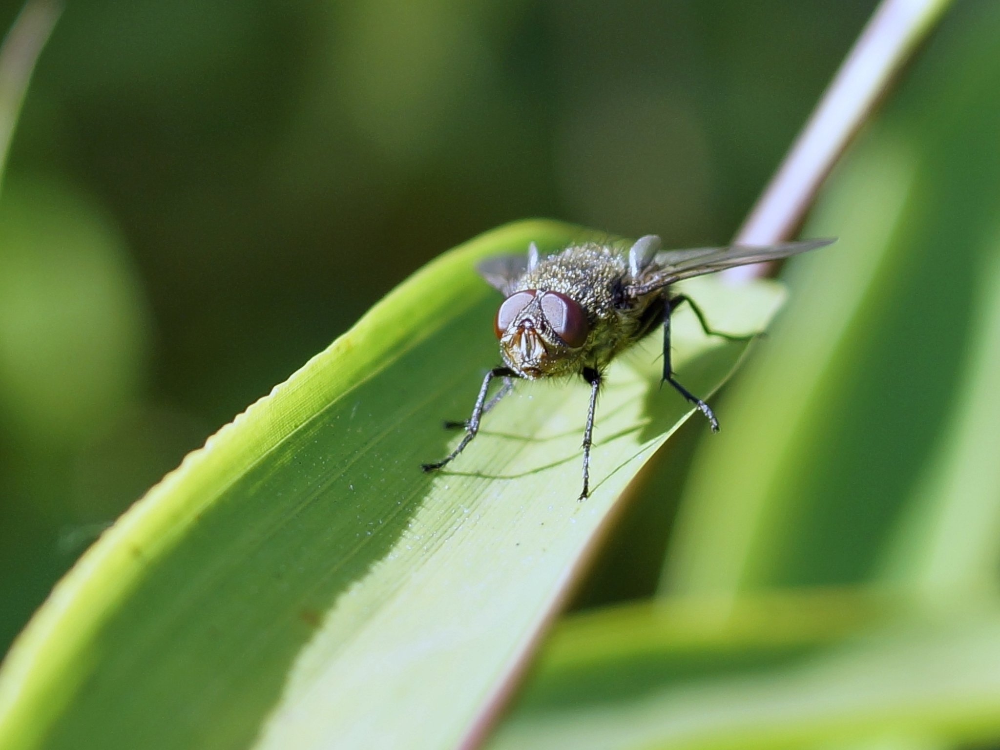 Du kleine Fliege, wenn ich dich
