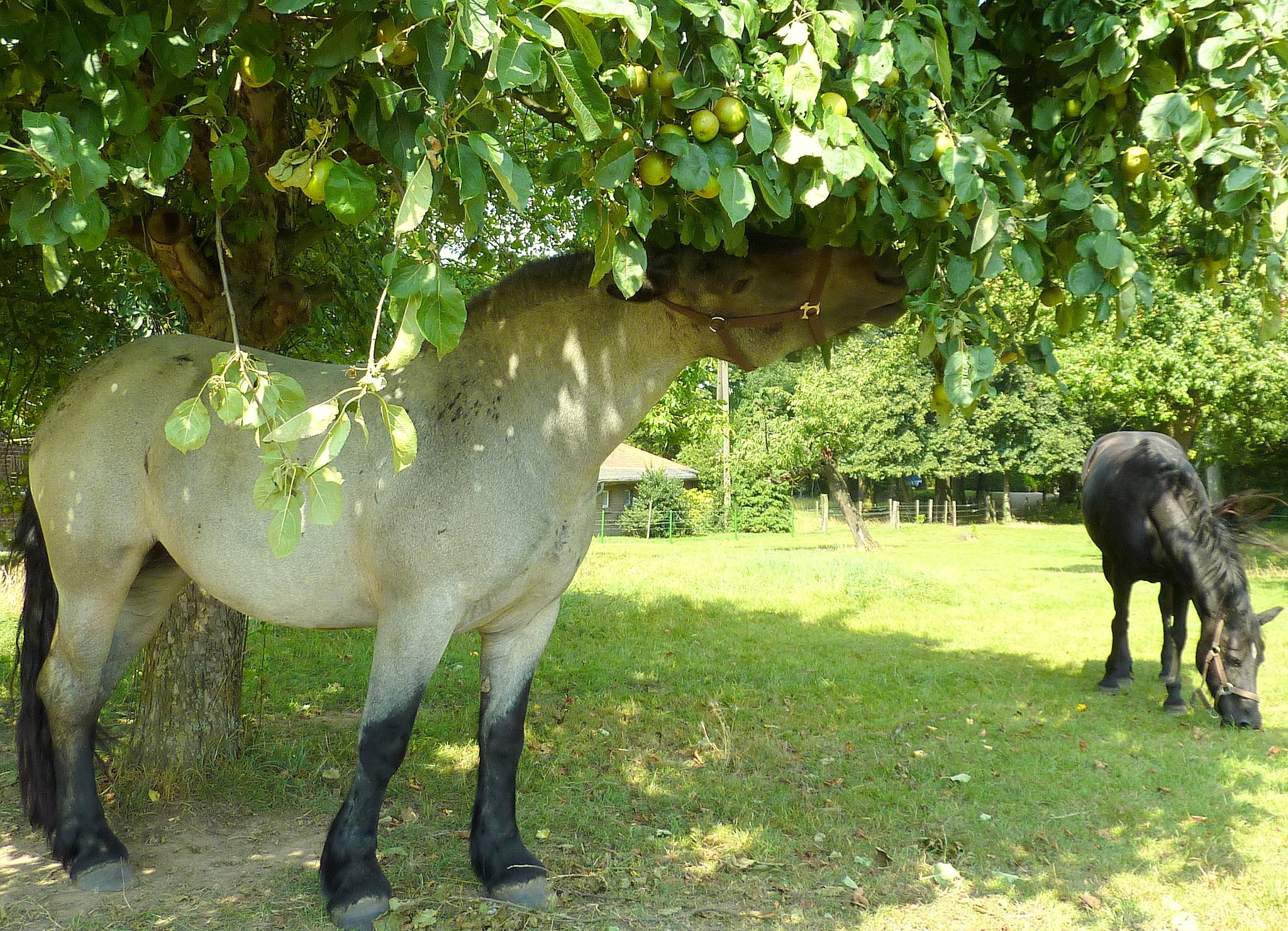 Pferdeäpfel.... (Perdsäppel)....