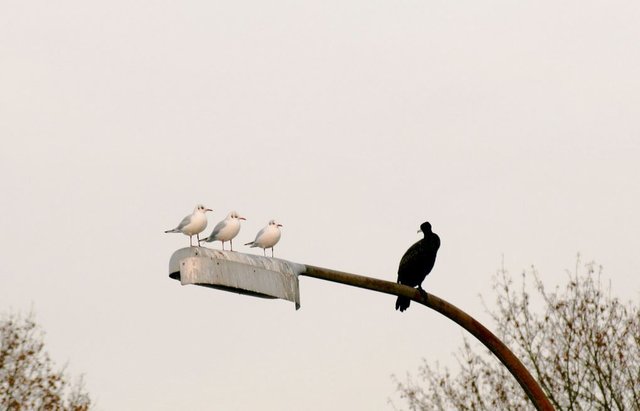 Drei Möwen und ein Kormoran hoch oben auf einer Laterne in Flaesheim/NRW.