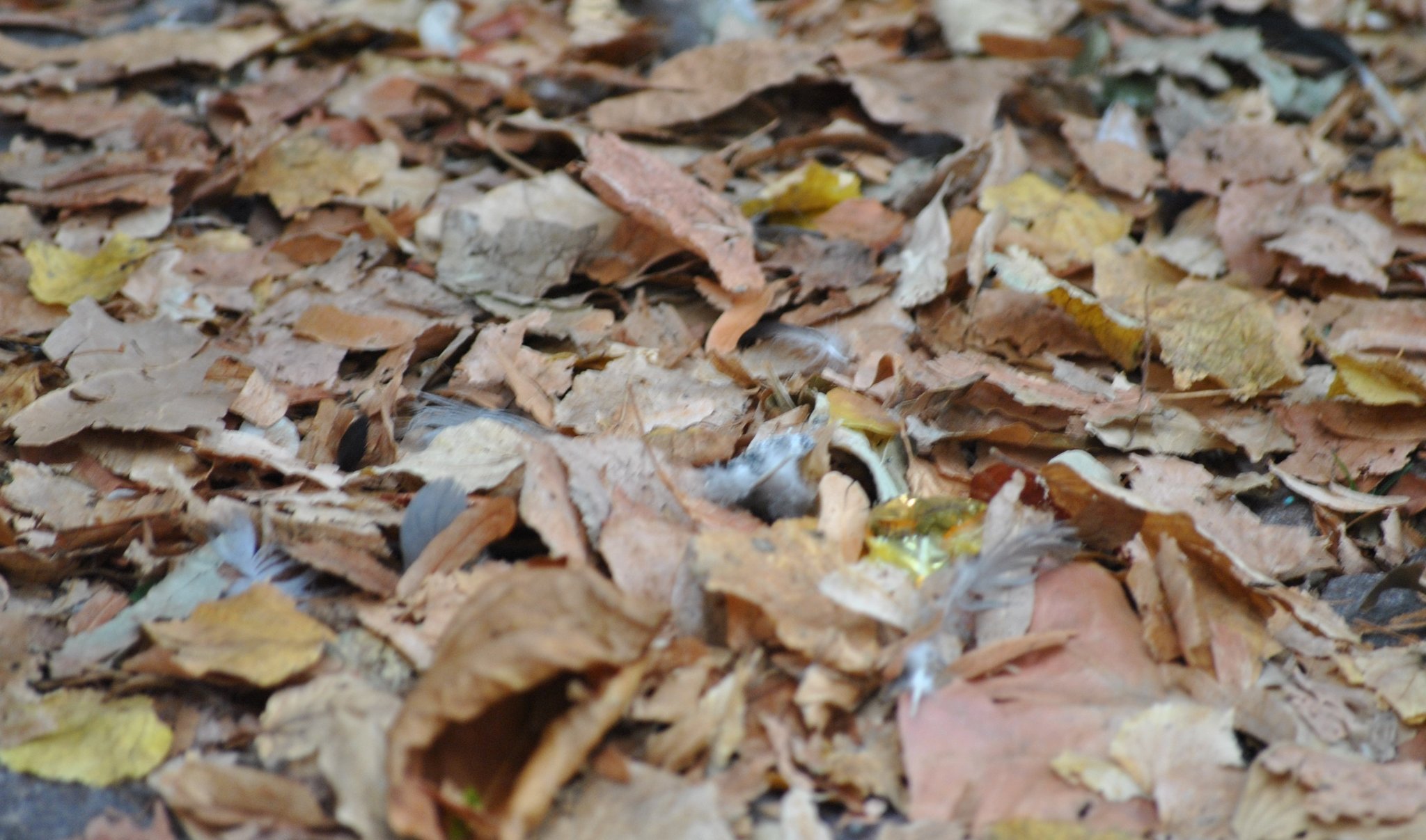 Lokales aus Xanten... in Xanten... hat Bruni gesehen... ist es denn