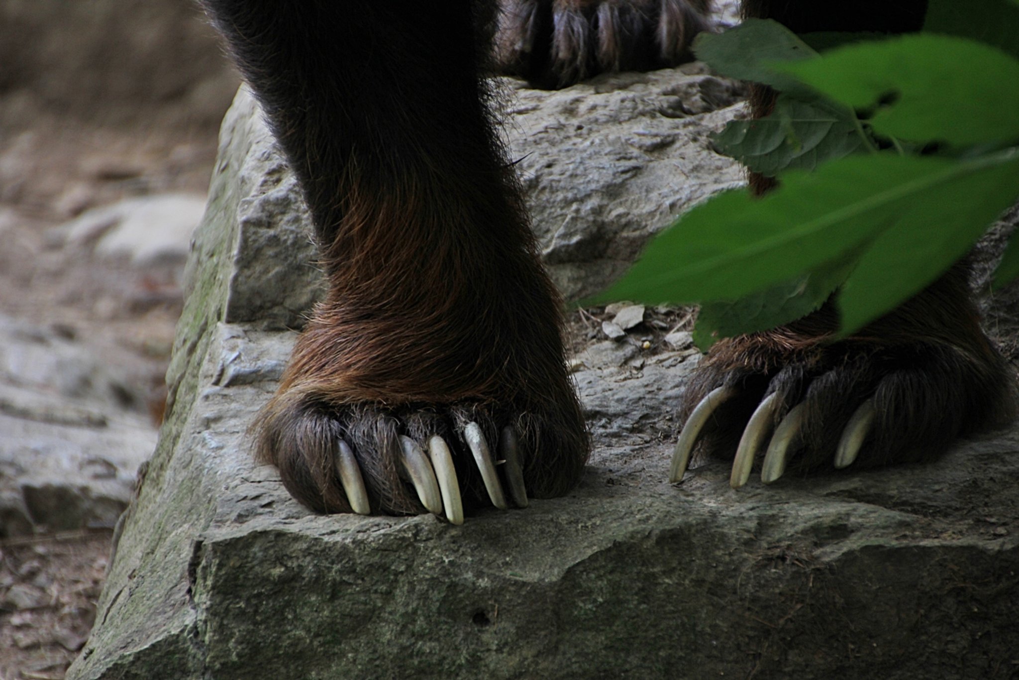 Wer zeigt da seine scharfen Krallen?