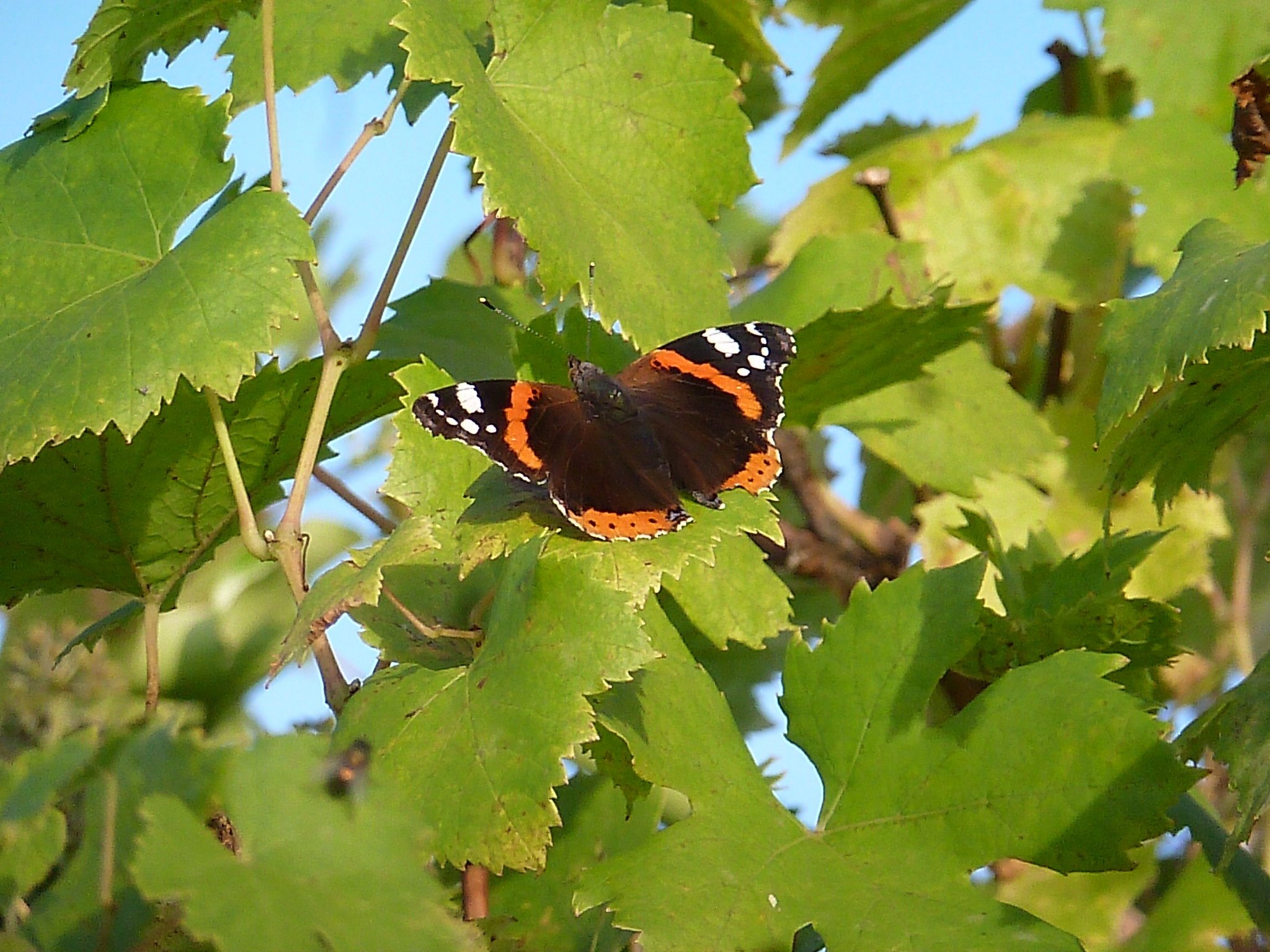 Ein Admiral in der Gartenanlage Löttringhausen
