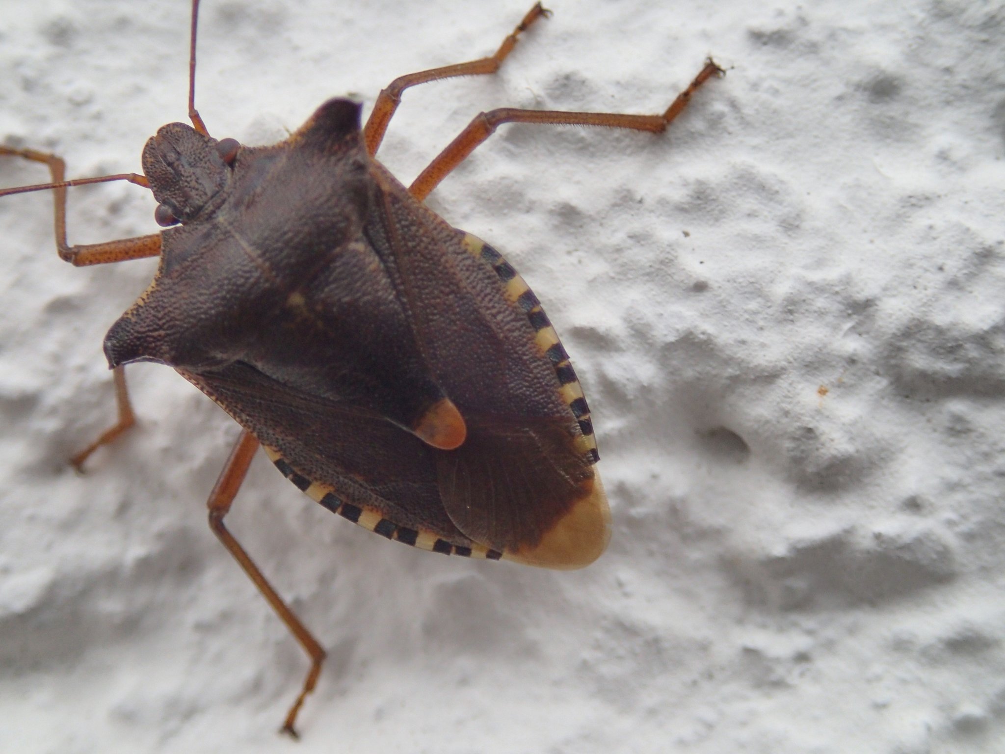 was ist das für ein Käfer , er saß an der Hauswand