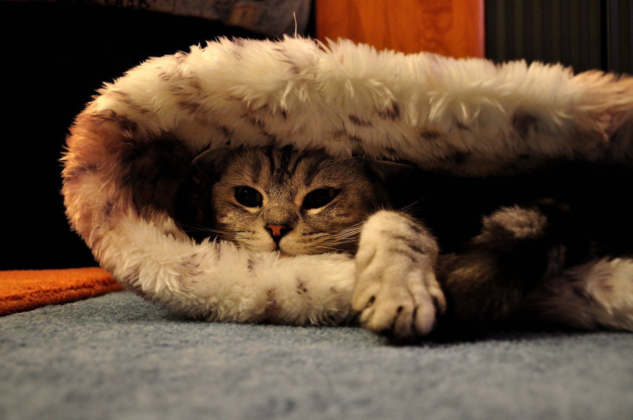 dem Kater ist Kalt dem Kater ist Kalt