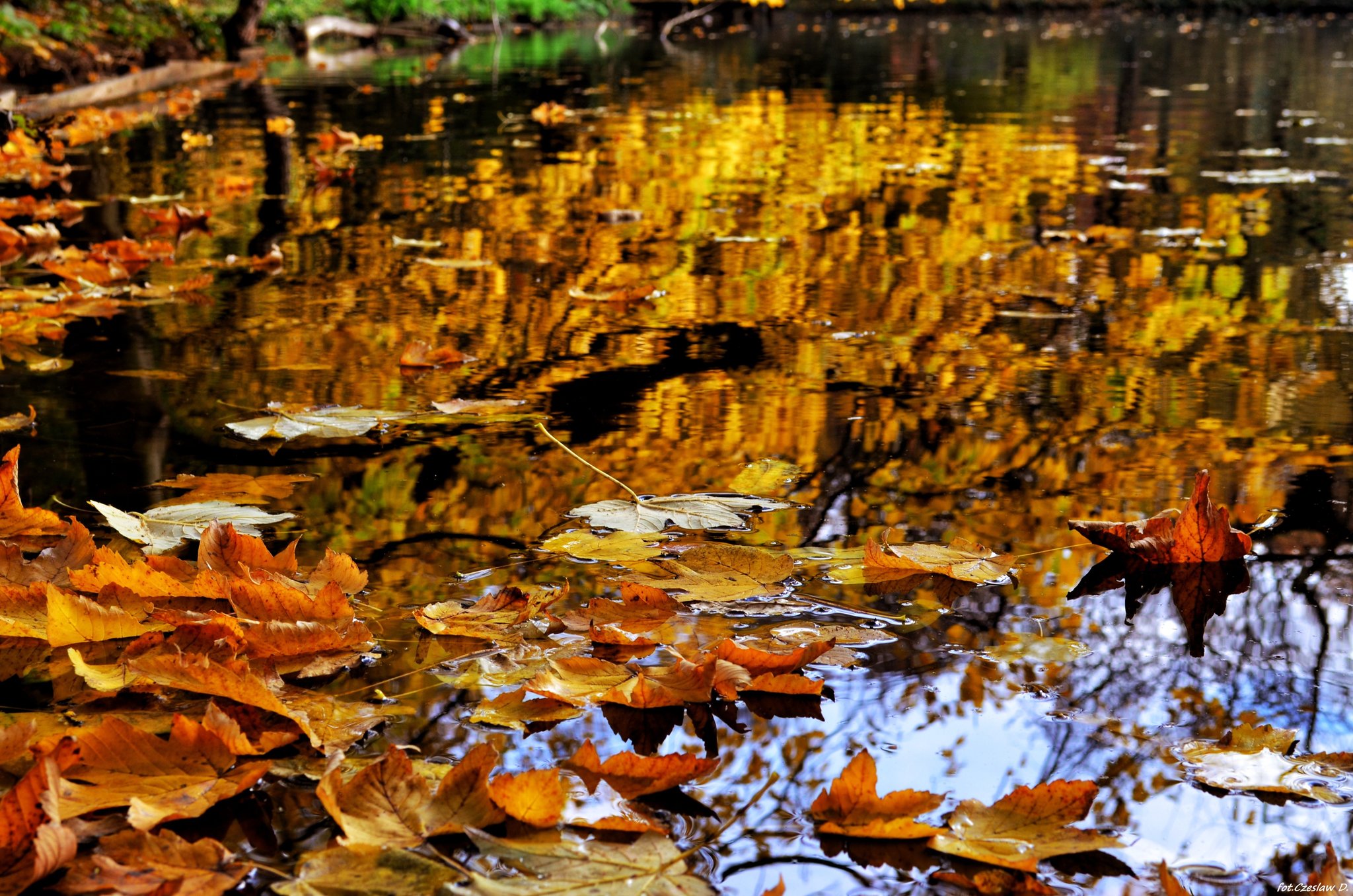 Volksgarten Düsseldorf