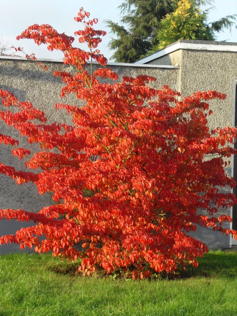 Der Herbst ist so schön, da kann man auch mal rot werden....