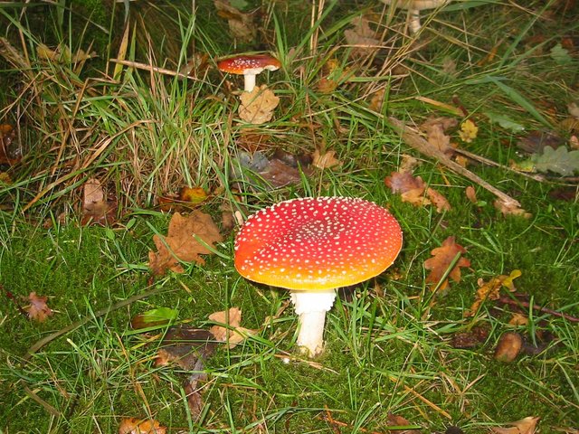 Fliegenpilz