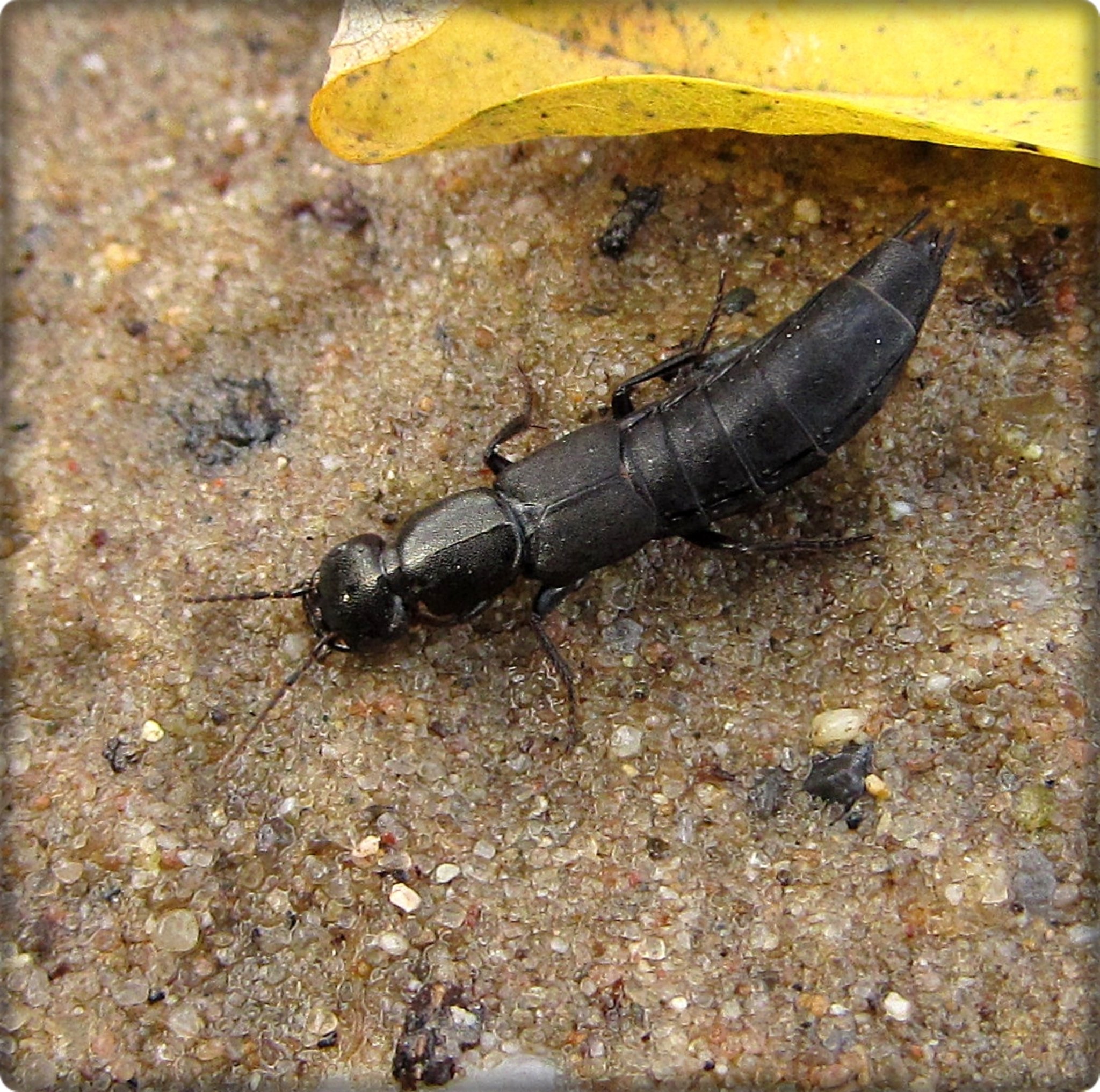 Schwarzer Moderkäfer (Ocypus olens) "Skorpionkäfer"
