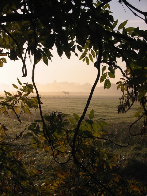 Pferd im Morgennebel