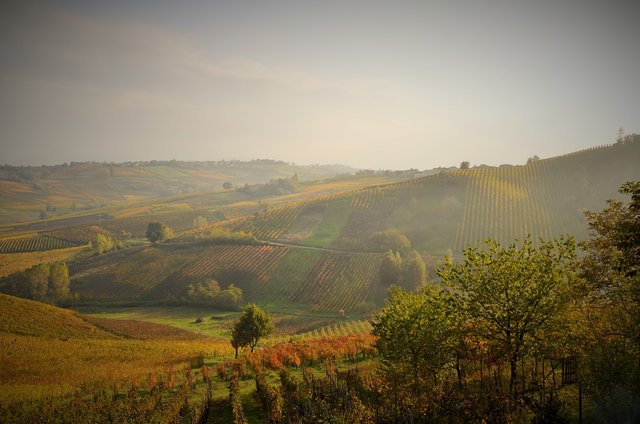 Ein wunderschöner Blick in die herbstlichen Weinberge südlich von Mailand