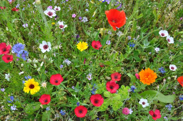 Sommerwiese