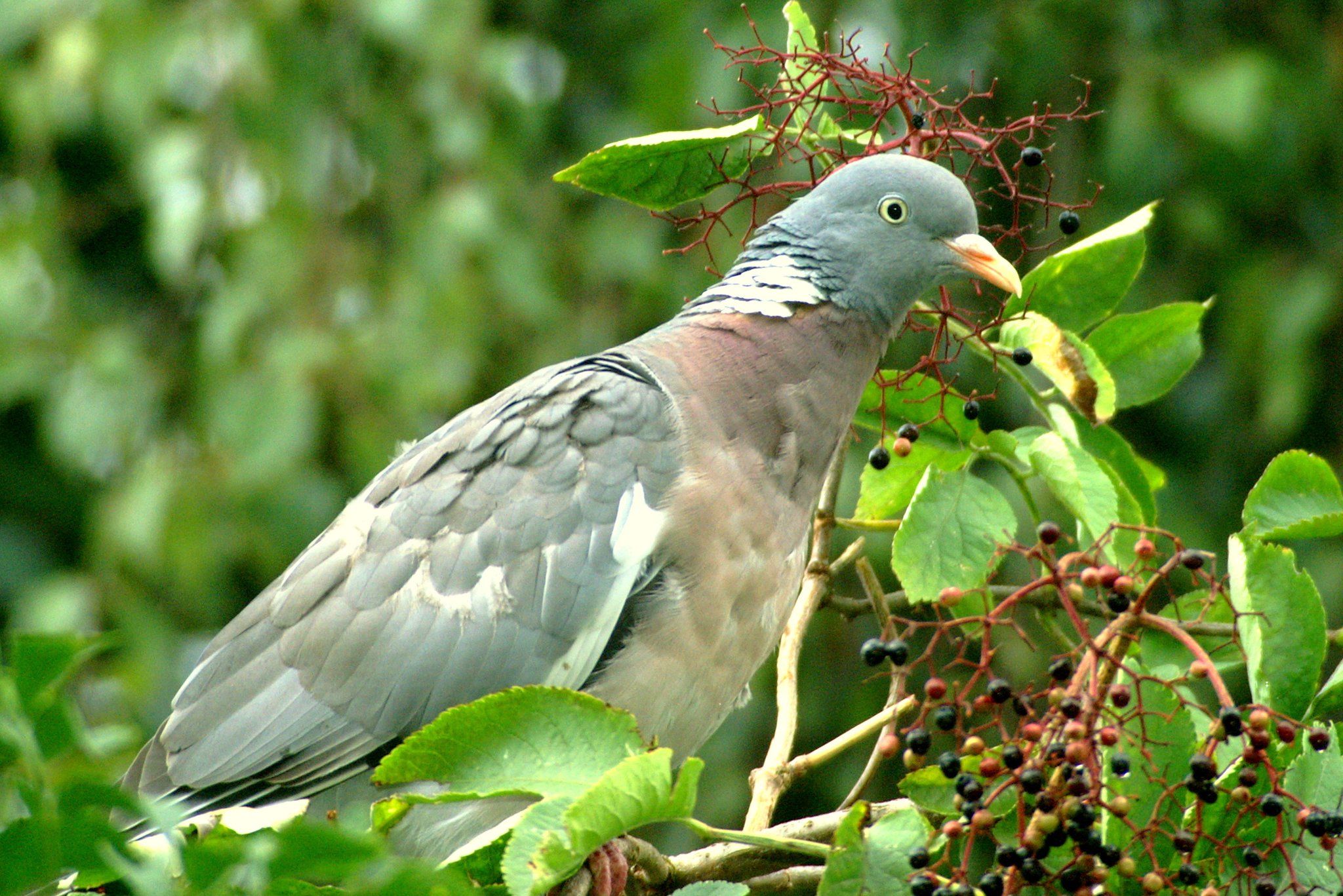 DIE WILDTAUBE IM HOLUNDER