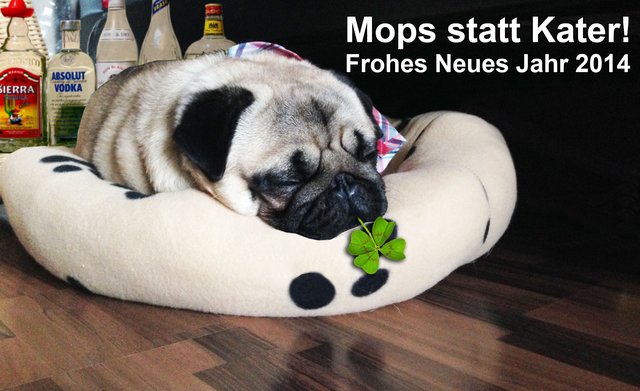 Murphy der Mops .. Foto: Kadda