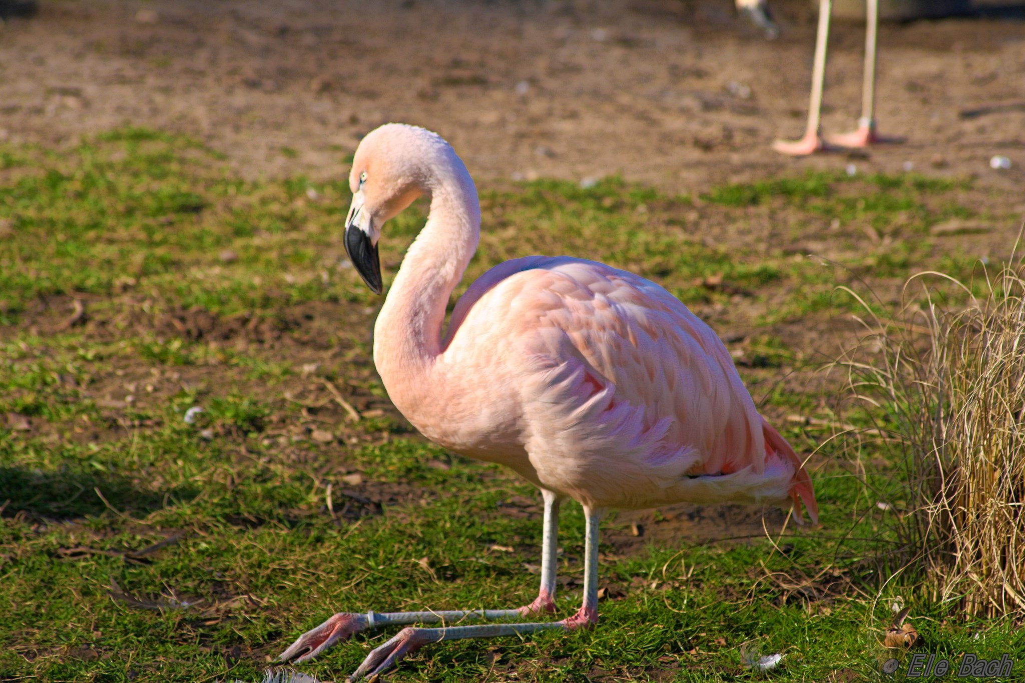 Der sitzende Flamingo