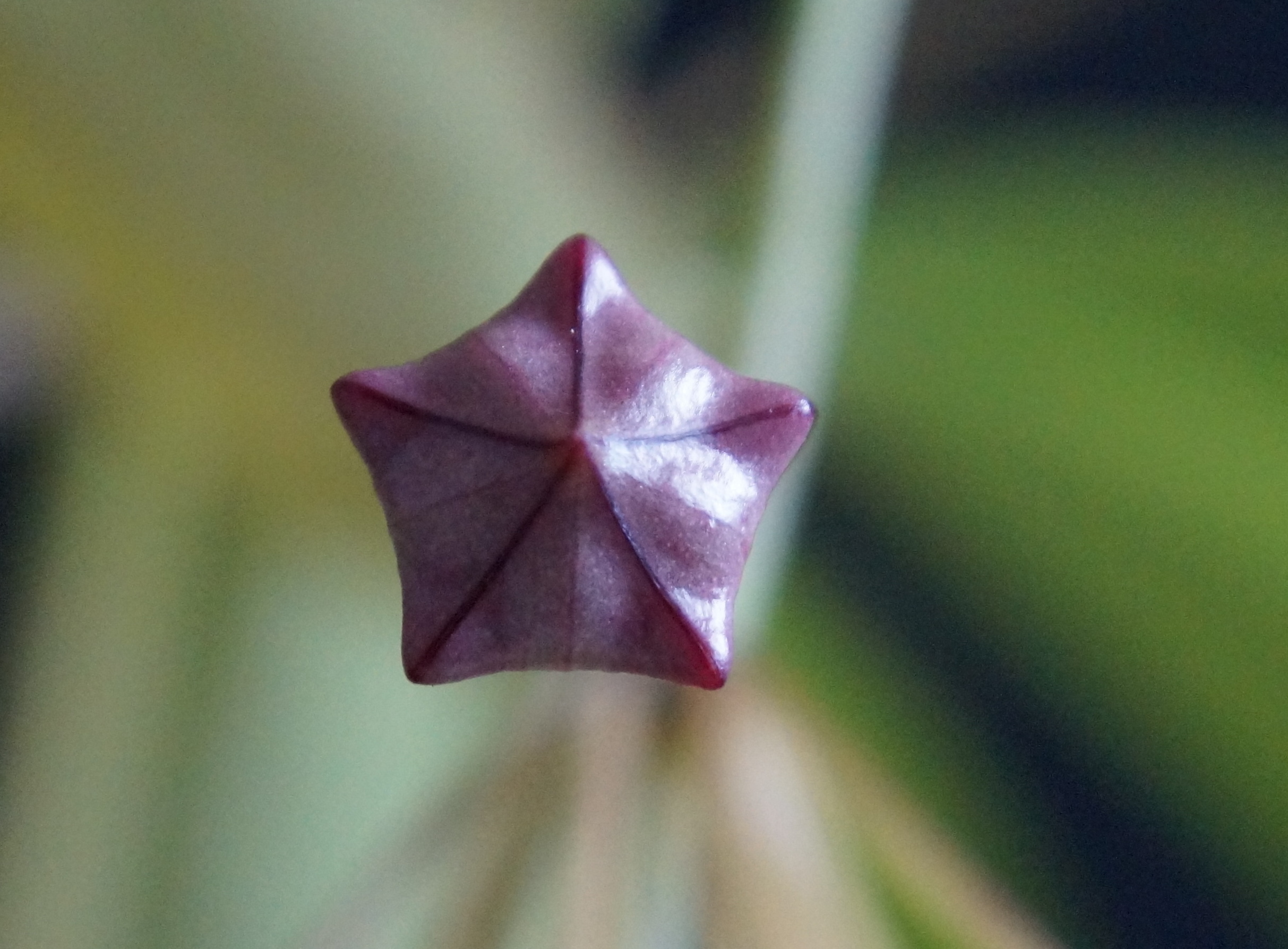 Knospe 1,5cm ø