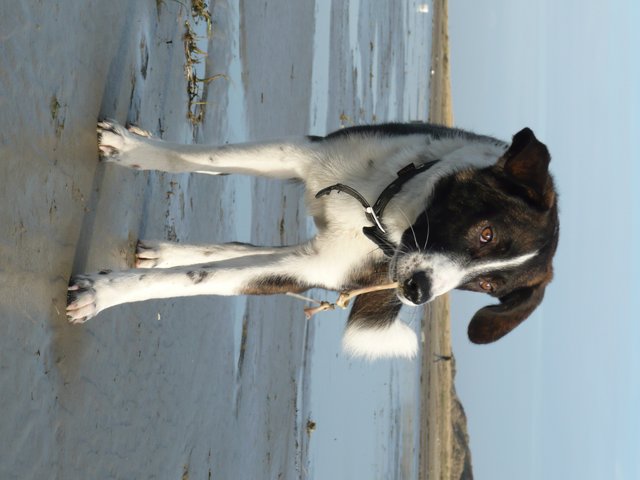 Erst schnüffeln, dann finden. Der Strand bietet jede Menge Spaß für Hunde!