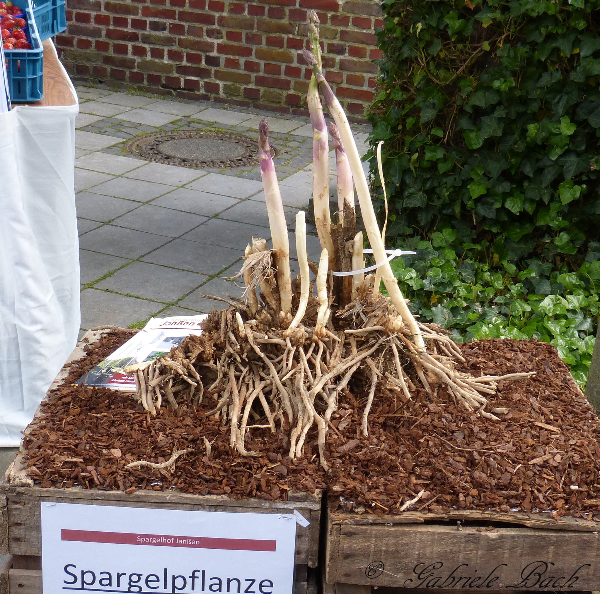 Eine 10 Jahre alte Spargelpflanze