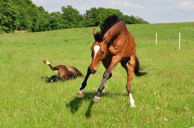 Freude beim ersten Weidegang in diesem Jahr