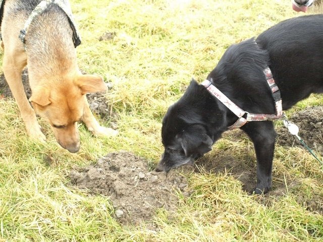 COSO & SOLANA