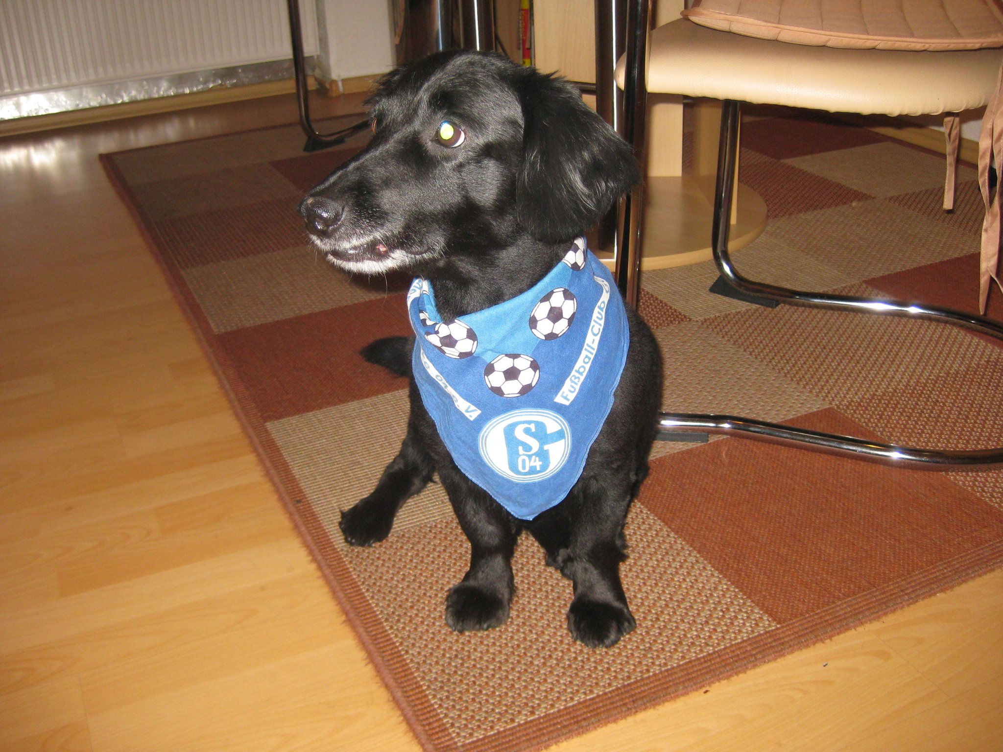 der hunde schalker